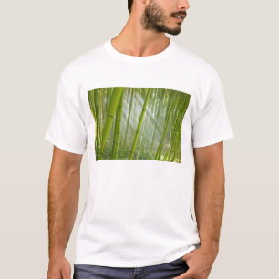Morgonljus som filtrerar genom bambu tee