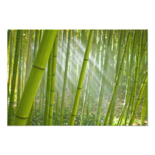 Morgonljus som filtreras genom bambu fototryck