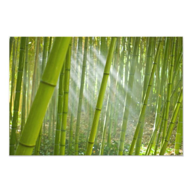 Morgonljus som filtreras genom bambu fototryck (Framsidan)