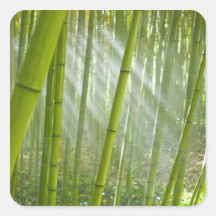 Morgonljus som filtreras genom bambu fyrkantigt klistermärke