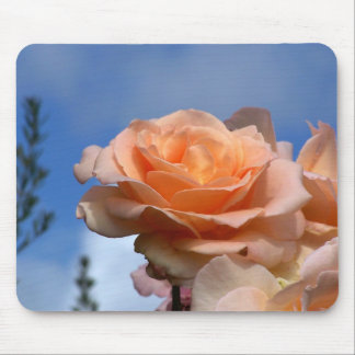 Morgonmajestät Musmatta