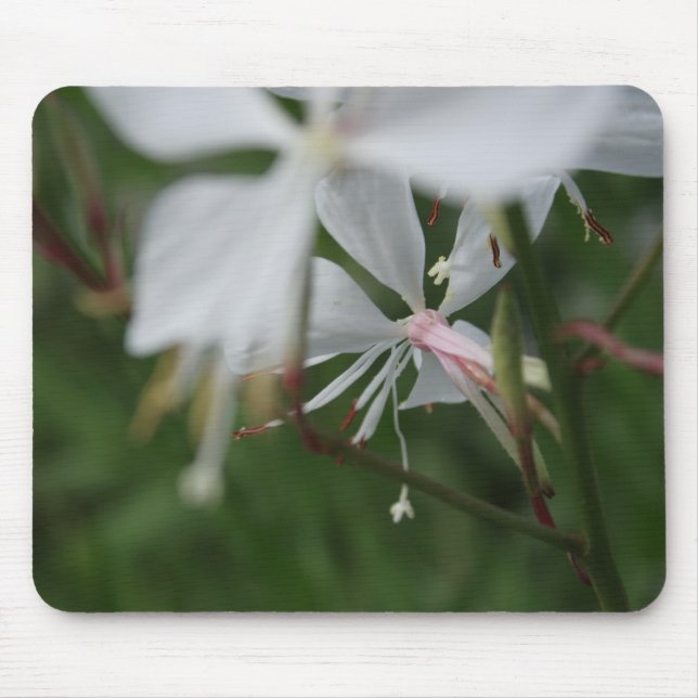 Morgonoskärpa - Floralfotografi Musmatta (Framsidan)