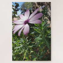 Morgonro: Blekt Rosa Blomma med Mjuka Kronblad