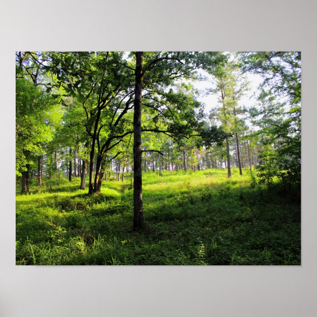 Morgonskogen Poster (Framsidan)