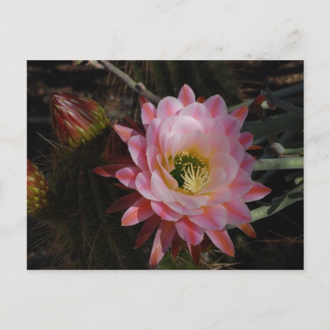 Morgonskuggning Vykort (Framsida)