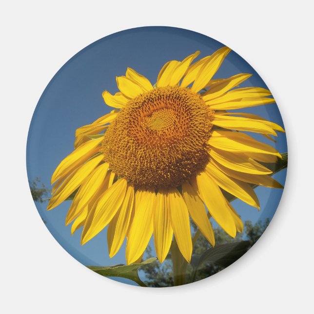 Morgonsolros Magnet (Framsidan)