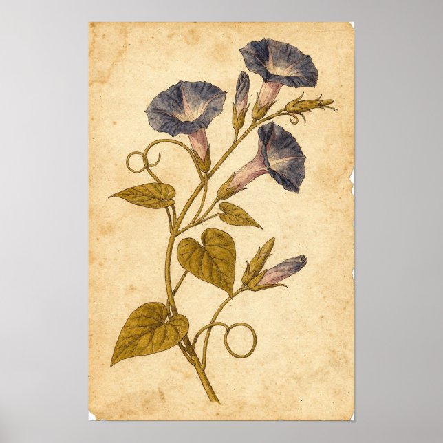 Morgonstånd Botanisk Studie på Elfenben Poster (Framsidan)