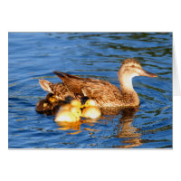 Morgräsand med henne duckllings