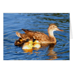 Morgräsand med henne duckllings OBS kort