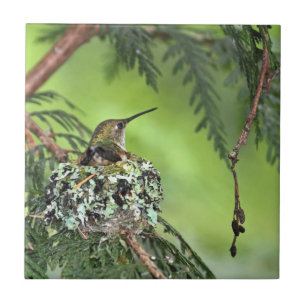 Morhummingbirden bygga bo på kakelplatta