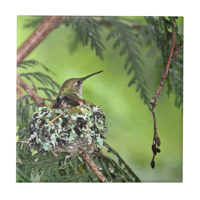 Morhummingbirden bygga bo på kakelplatta (Framsidan)