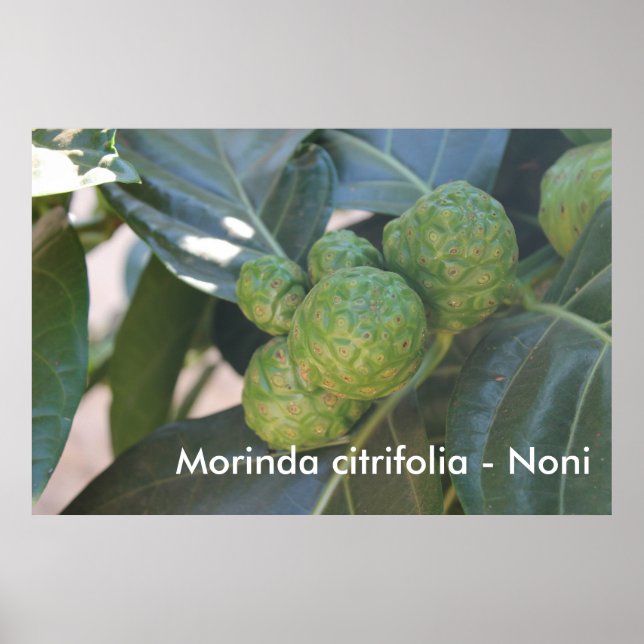 Morinda citrifolia - Noni Poster (Framsidan)