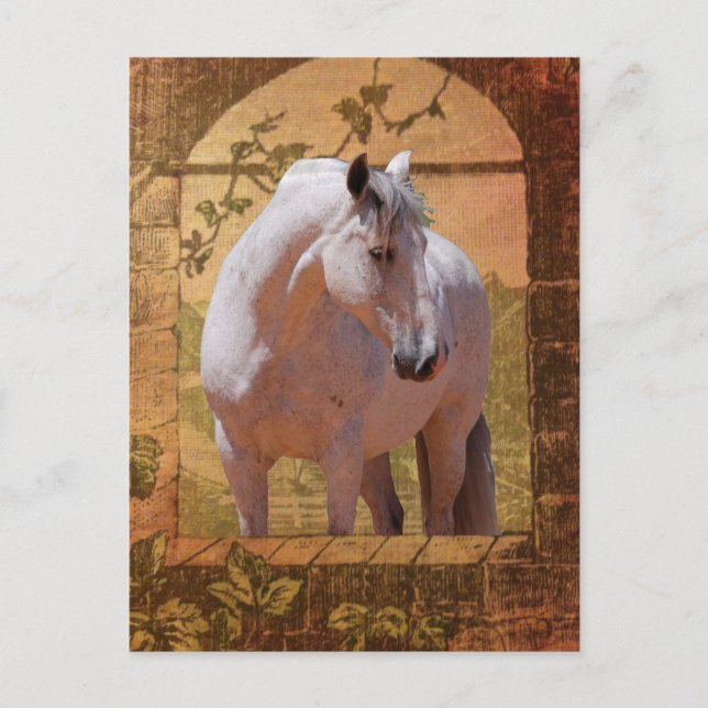 MORISCO I FÖNSTRET VYKORT (Framsida)