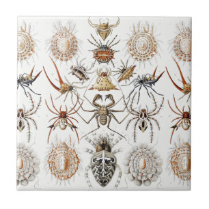 Mörk Akademia Haeckel Vintage Spindel Symmetri Kon Kakelplatta