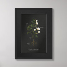 Mörk Akademisk Botanisk Anatomi Poster