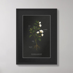 Mörk Akademisk Botanisk Anatomi Poster
