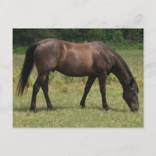 Mörk Bay Horse Grazing in Grassy Fält Vykort