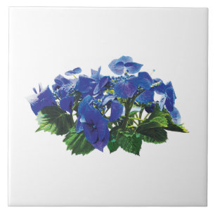 mörk blått Hydrangea Snöre Cap Kakelplatta