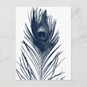 Mörk blått vykort för peacock Feather