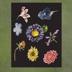 Mörk botaniska blommor på svart poster