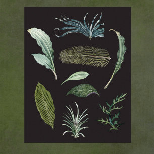 Mörk botaniska växter löv på svart poster