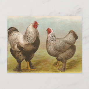 Mörk Brahmas Vykort