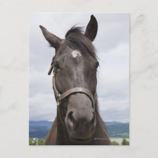 Mörk Brown Horse Vykort