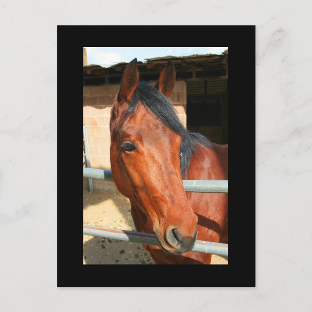 Mörk Brown Horse vykort (Framsida)