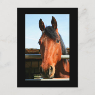 Mörk Brown Horse vykort