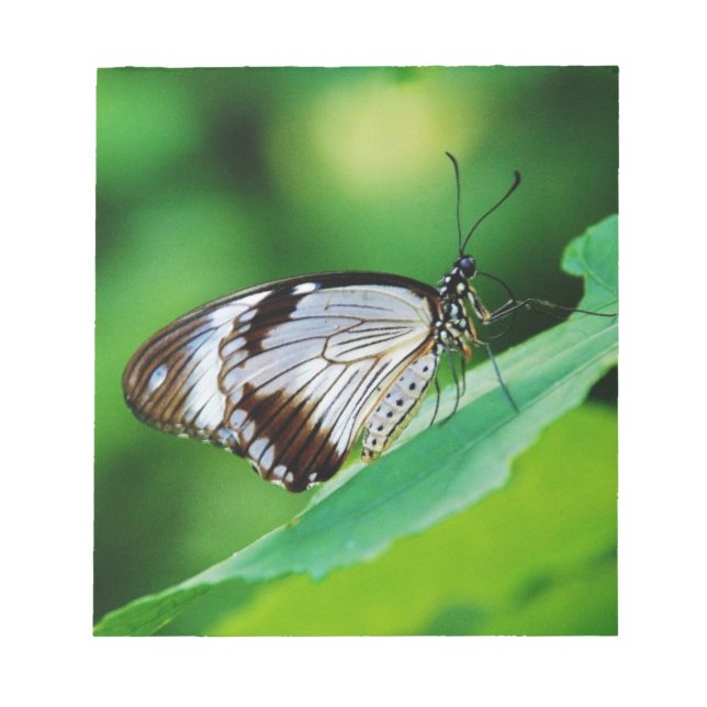 Mörk Brown och Grått Butterfly Anteckningsblock (Framsida)