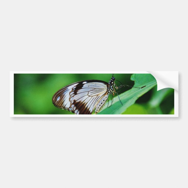 Mörk Brown och Grått Butterfly Bildekal (Framsidan)