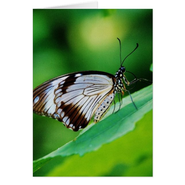 Mörk Brown och Grått Butterfly Hälsningskort (Framsidan)