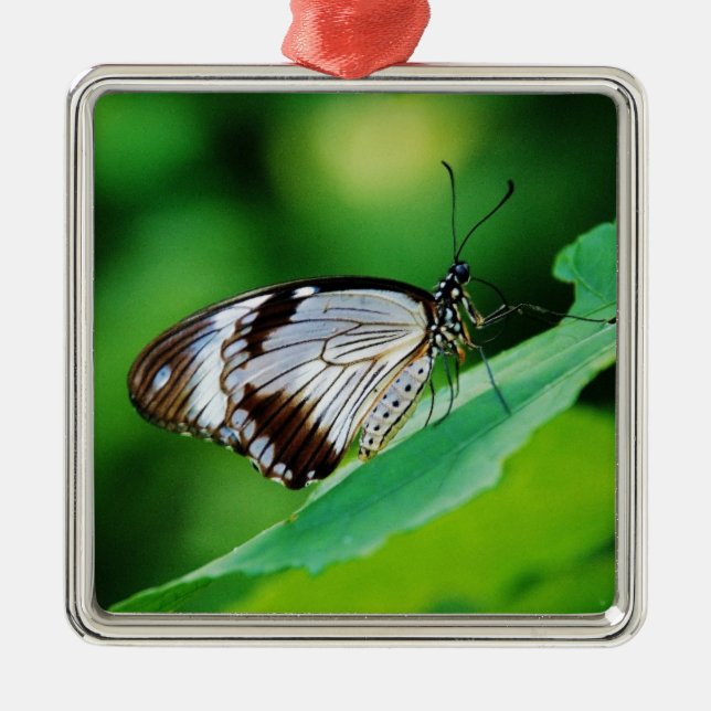 Mörk Brown och Grått Butterfly Julgransprydnad Metall (Framsidan)