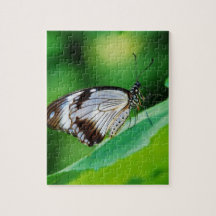 Mörk Brown och Grått Butterfly