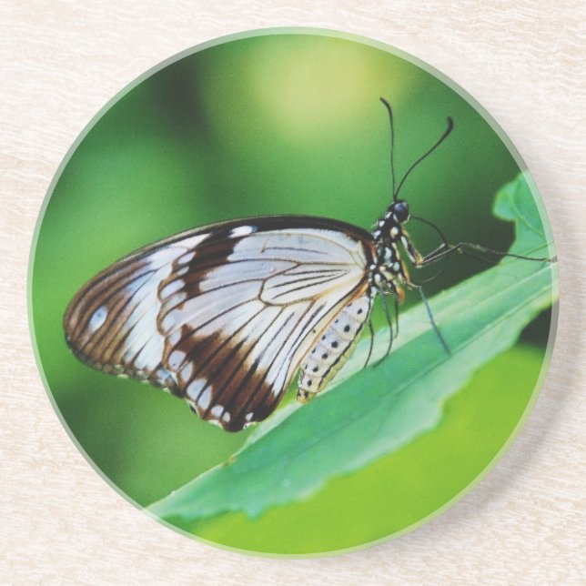 Mörk Brown och Grått Butterfly Underlägg (Framsidan)