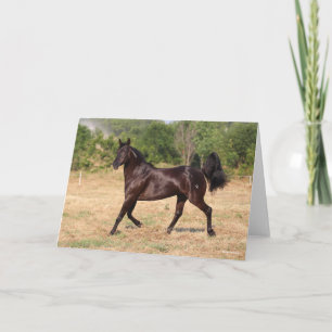 Mörk Brown Spain Mustang Mare Walking Kort