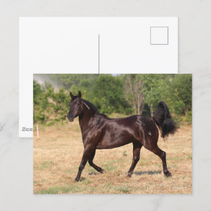Mörk Brown Spain Mustang Mare Walking Vykort