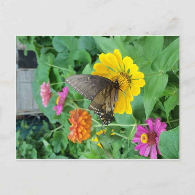 Mörk Butterfly 1 Vykort (Framsida)