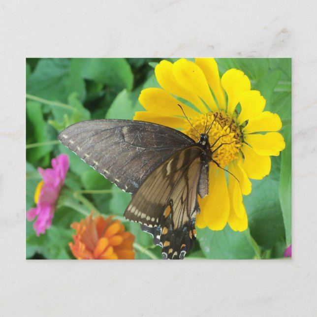 Mörk Butterfly 2 Vykort (Framsida)