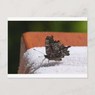 Mörk Camouflage Butterfly Vykort