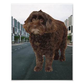 Mörk Chocolate Cockapoo Poster #2
