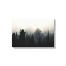 Mörk Evergreens in White Fog