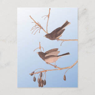 Mörk-Eyed Junco Audubon Snö Birds on Bare Gren Vykort