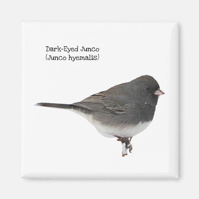 Mörk-Eyed Junco Magnet (Framsidan)