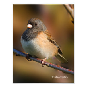 Mörk-Eyed Junco om en lam Fototryck