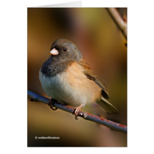 Mörk-Eyed Junco om en lam Hälsningskort