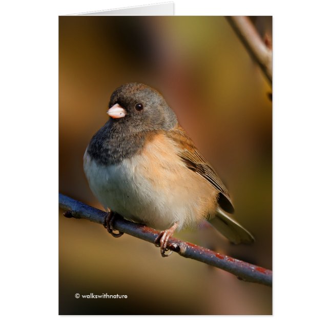 Mörk-Eyed Junco om en lam Hälsningskort (Framsidan)