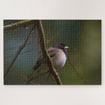 Mörk Eyed Junco