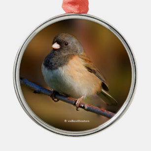 Mörk-Eyed Junco Songbird on a Limb Julgransprydnad Metall