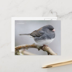 Mörk-Eyed Junco Sparrow Songbird ion Träd Vykort